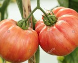 50 Vintage Wine Tomato Seeds Heirloom Fast Shipping - $8.99