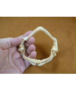 (SJ85-1) Rare 3-5/8" Cuphead Skate SHARK jaw teeth Bathyraja scahyops jaws - $206.39