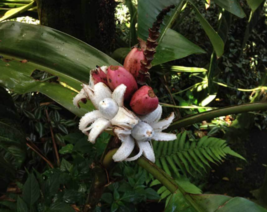 5 Pc Seeds Musa Velutina Tree Plant, Pink Banana Fruit Seeds for Planting | RK - £14.86 GBP