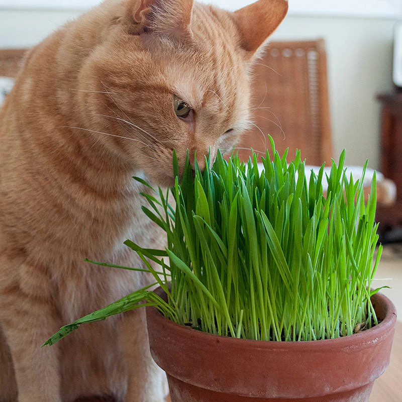 100 Fresh Seeds Cat Grass - $11.79