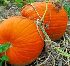 THJAR Pumpkin Seeds For Planting Max Connecticut or JACK O LANTERN Non-G... - €2,79 EUR