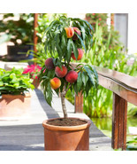 LimaJa Bonanza Peach Trees Peach Fruit Tree 3 Seeds Indoor/Outdoor - £4.69 GBP