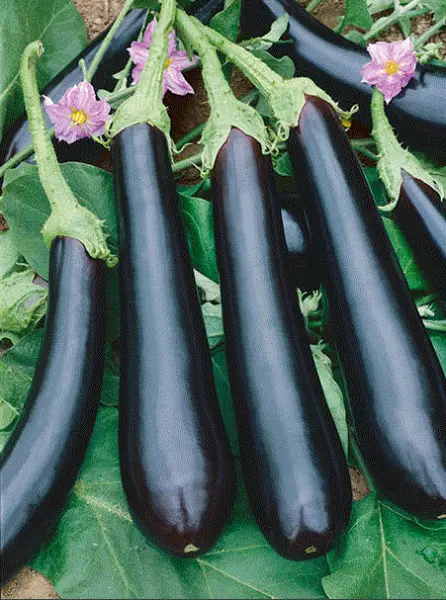 Eggplant Italian Long Purple 50 Fresh Vegetable Seed Heirloom Non-Gmo Usa Garden - $3.98