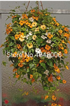 100  pcs Climbing Flowers Black-Eyed Susan Bonsai Thunbergia Alata Flower Bonsai - £3.97 GBP