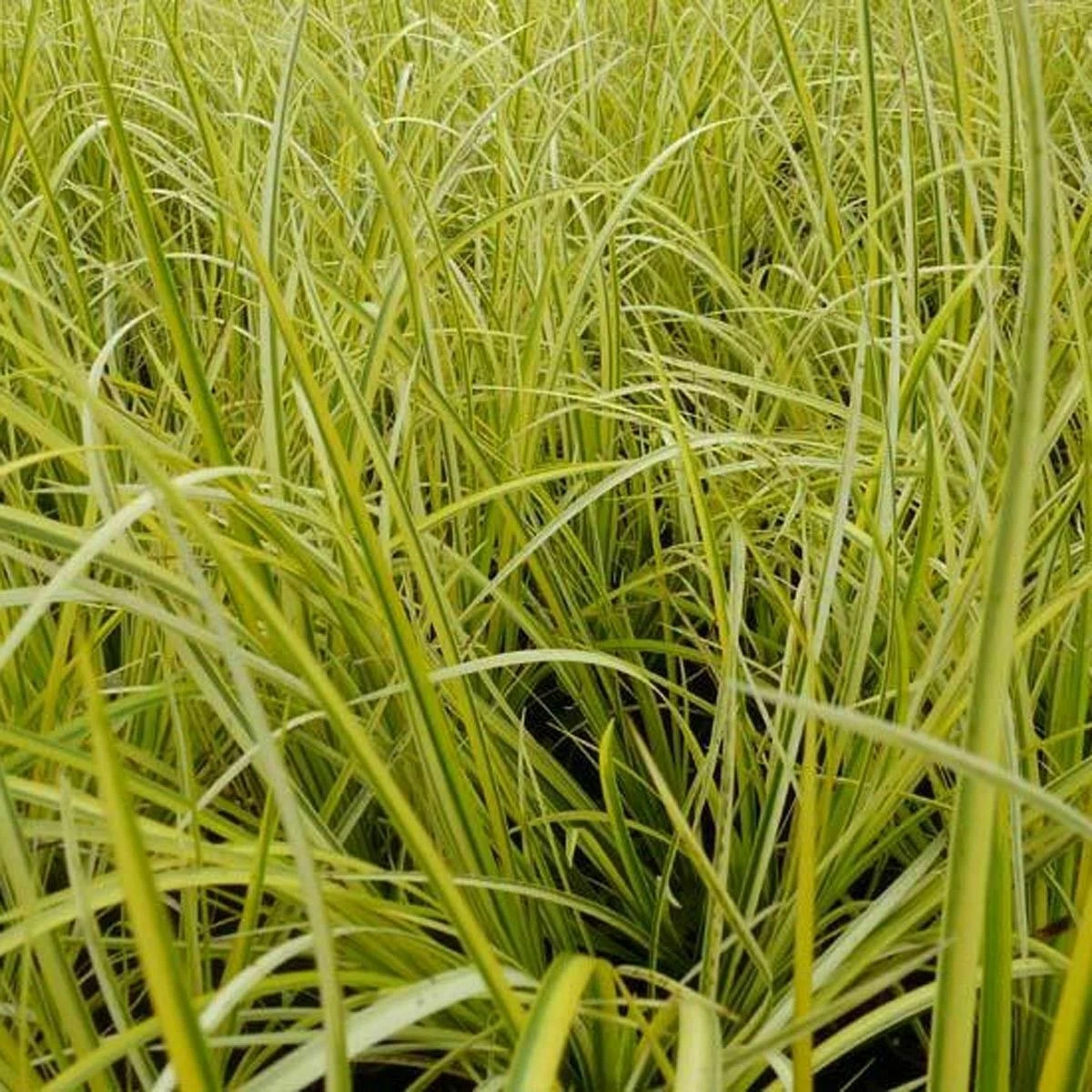 Golden Sweet Flag Winter Hardy Aquatic Marginal Pond Plant - $25.85