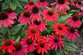 50 Fire Red Coneflower Seeds Echinacea Perennial Flowers Seed - £9.42 GBP