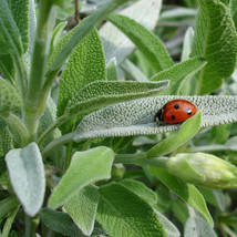 seeds sage | heirloom - non-gmo herb seed store - €3,81 EUR