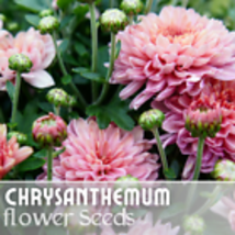 200+ Seeds Silken Majesty Mum Chrysanthemum Seeds  Mum Flower, Flower Seeds - £9.97 GBP