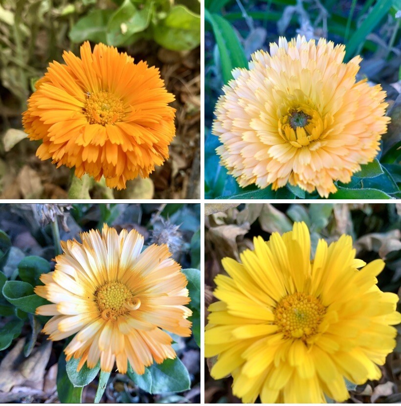 Calendula Marigold 100 Seeds Fresh Gardening - $11.99
