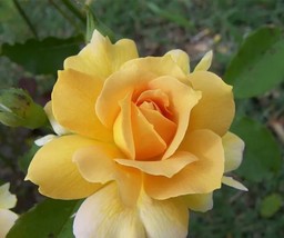 50 Yellow Rose Bush Flower Seeds for Garden - $10.00