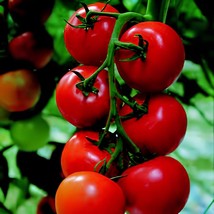 200 Seeds Solanum lycopersicum L. Tomato &#39;Shirley&#39; F1 Hybrid - £7.88 GBP