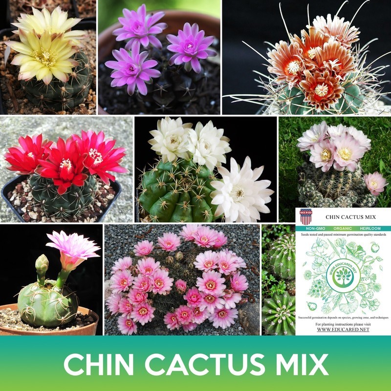 SMR Chin Cactus Mix Seeds Gymnocalycium Fresh Garden - $14.53