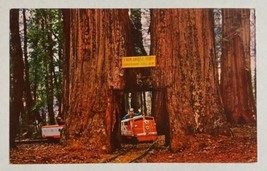 Giant Sequoia Tree Confusion Hill Railroad California Redwoods Chrome Postcard  - £9.31 GBP