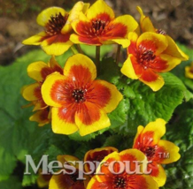 Home Garden Decoration Plant 100 French Caltha Palustris Bonsai Very Fra... - $107.69 MXN
