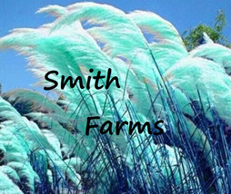 SL 200+ Seeds Teal Blue Green Pampas Grass - $4.50