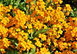 Semilir Siberian Wallflower Seeds 190 Seeds Non-Gmo Fast Grow From US - £5.84 GBP