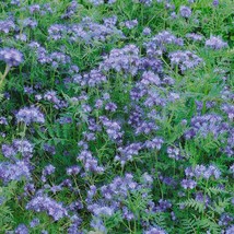 Grow In US 1000 Seeds Lacy Phacelia Lavender Cover Crop Loves Heat Pollinators B - £8.13 GBP