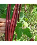 Red Noodle Yard Long Bean Seeds Fast Shipping - $15.79