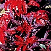 50+ AMARANTHUS MOLTEN FIRE FLOWER SEEDS ANNUAL MOST COLORFUL - $9.84