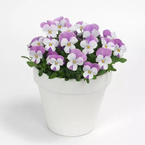 50 Viola Seeds Sorbet Xp Pink Wing Fresh Garden - £9.19 GBP