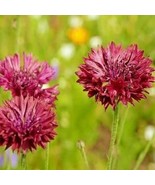 Cornflower Tall Red 100 Seeds Free Shipping - $76.02 MXN