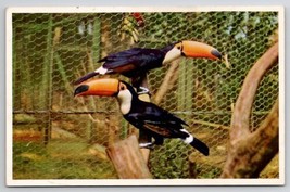Toco Toucan South America Animal Color Series San Diego Zoo Postcard N23 - £6.28 GBP