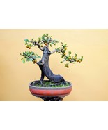 MBK 1000 Seeds Trinidad 7 Pod 7 Pot Primo Hottest Pepper World Record Ex... - $197.98