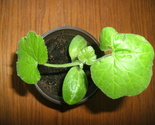 Zucchini Live Plant in 4 inch starter pot Black Beauty summer garden squash - £4.64 GBP