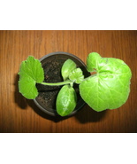 Zucchini Live Plant in 4 inch starter pot Black Beauty summer garden squash - £4.65 GBP