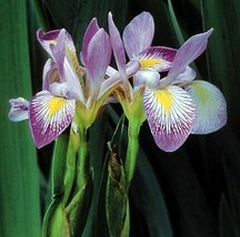 10 Pcs Southern Blue Flag Iris Seeds #MNHG - £14.78 GBP