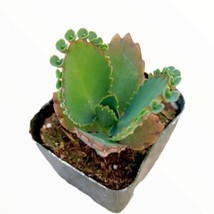 SEPTH Mother Of Thousands Kalanchoe Daigremontiana Bryophyll mexican hat Live Pl - $5.99