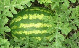 Skin Red Inside Very Sweet Mini Round Watermelon Juicy 20 Seeds - $13.39