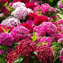 Fast Ship USA Seller Sweet William Seeds Dianthus Barbatus 50 Seeds - $29.90