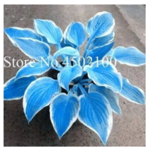 SEEDS Big 200PCS Colorful Hosta Flores Bonsai Seeds, Indoor Flower Plantas - £7.83 GBP