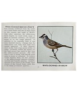 White Crowned Sparrow Bird Print 1931 Blue Book Birds Of America Art PCB... - $19.99