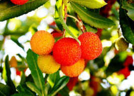 10 Pc Seeds Strawberry Tree Plant,  Arbutus unedo Seeds for Planting | RK - £14.93 GBP