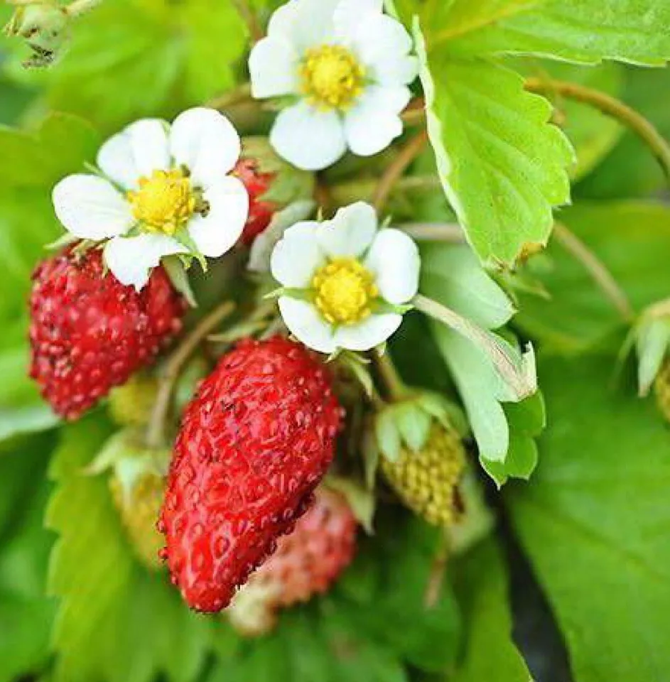 25 Seeds Mixed Strawberry - £7.66 GBP