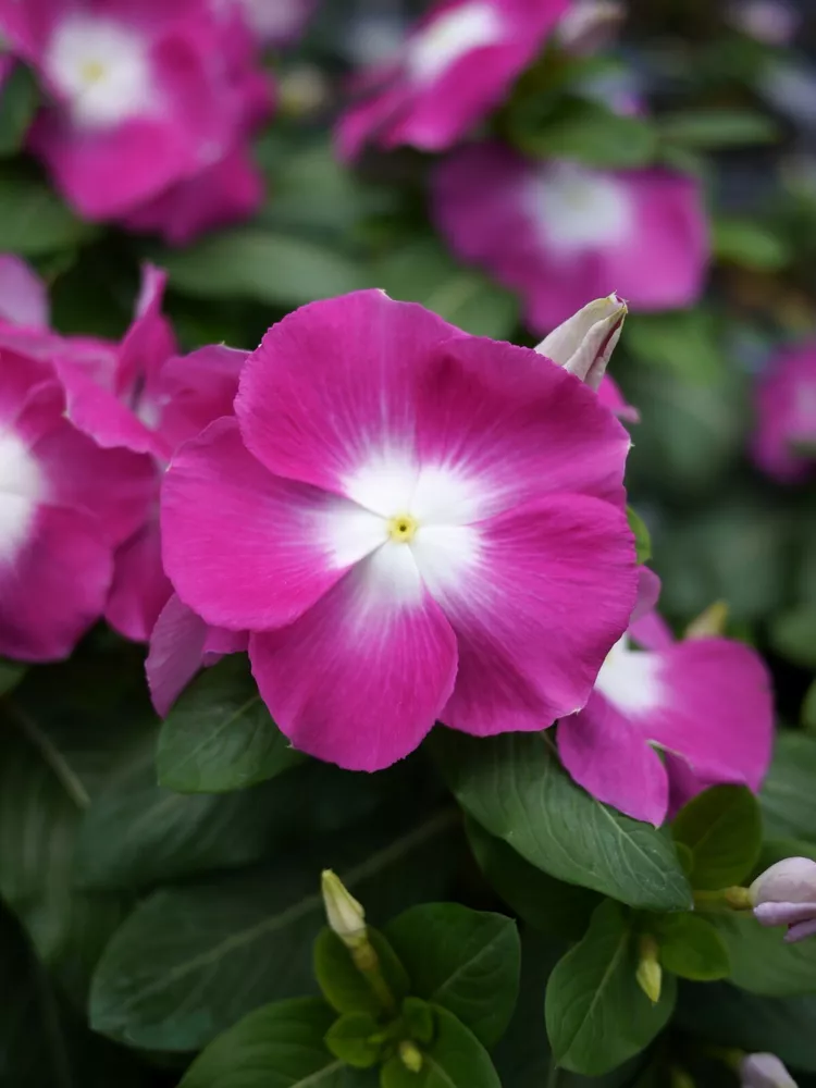 Vinca Seeds Mega Bloom Orchid Halo 25 Seeds Large Blooms New Variety SS - £12.80 GBP