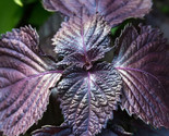 Live Purple Shiso Plant Perilla  | Beefsteak, Wild, Japanese Basil | NON... - £7.86 GBP+