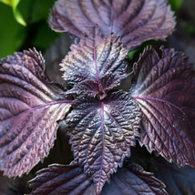 Live Purple Shiso Plant Perilla  | Beefsteak, Wild, Japanese Basil | NON... - £7.85 GBP+
