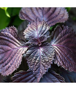 2+ Live Purple Shiso Plant Perilla  | Beefsteak, Wild, Japanese Basil | ... - £7.45 GBP+