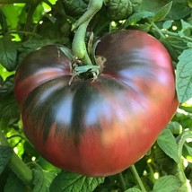 BPA 50 Cherokee Purple Tomato Seeds Heirloom Non-Gmo From US - £7.18 GBP