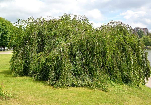 Weeping Birch 1000 Seeds Betula Pendula Long Flowing Branches Bonsai Bul... - $10.37