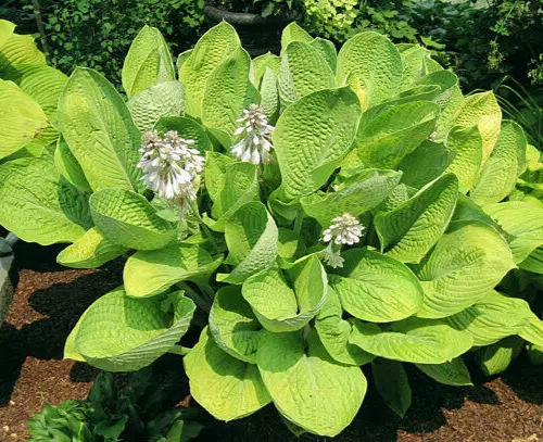 Hosta World Cup Potted Plant - $33.70