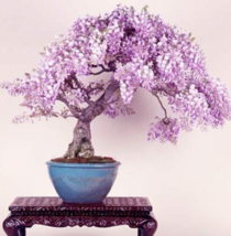 New Fresh Mini Bonsai Wisteria Tree Indoor Ornamental Plants 10 Pcs - £4.32 GBP