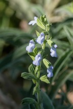 Lancelaf Sage - Sage Mint - Salvia reflexa - 5+ seeds - F 191 - $3.59