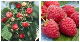 300 Pieces/Pack Lowest Price!Heritage Raspberry Garden Seed Fruit Tree  - $18.99