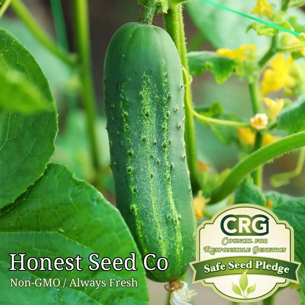 50 Ashley Garden Cucumber Seeds Non GMO Heirloom Vegetable Garden USA Seller - $8.50