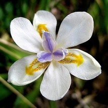 USA Store 19 Seeds White African Iris Fortnight Lily Dietes Iridioides Butterfly - £7.44 GBP