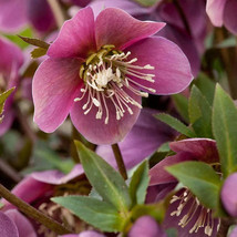 FREE SHIPPING Helleborus purpurascens Purple Hellebore Christmas Rose 5 Seeds - £14.15 GBP